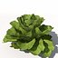 XfrogPlants Lechuga