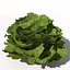 XfrogPlants Lechuga