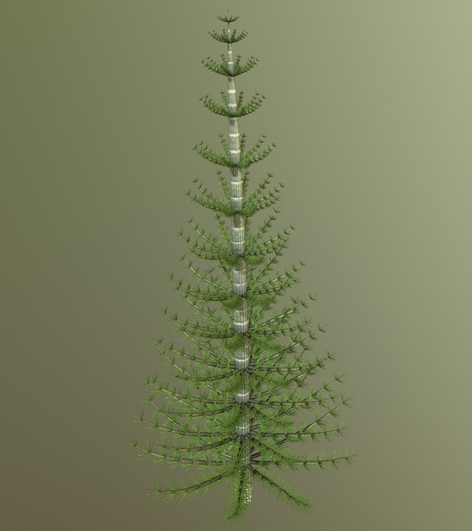 3D Model Calamites - TurboSquid 1485837