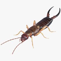 Earwig forficula auricularia