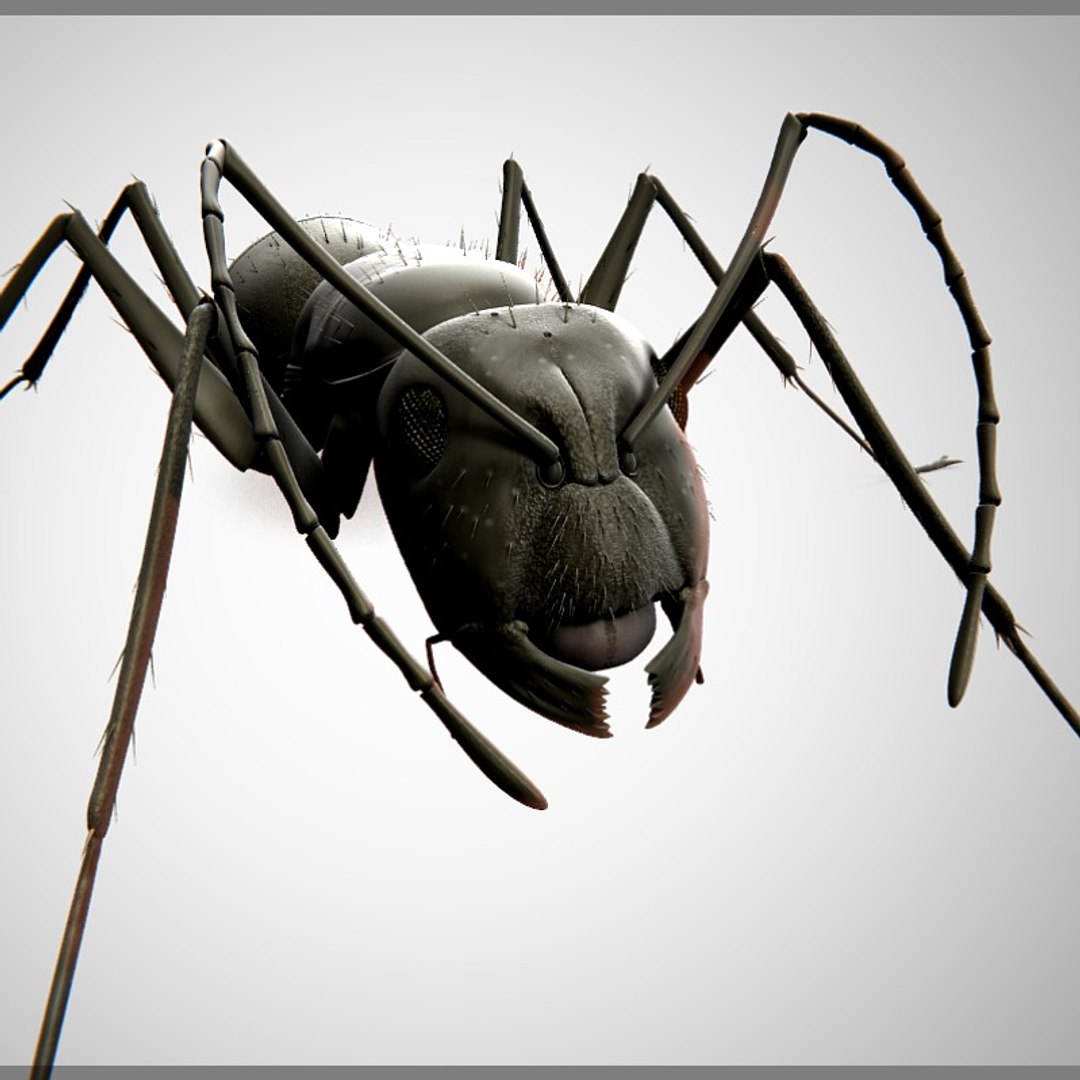 3d Model Ant