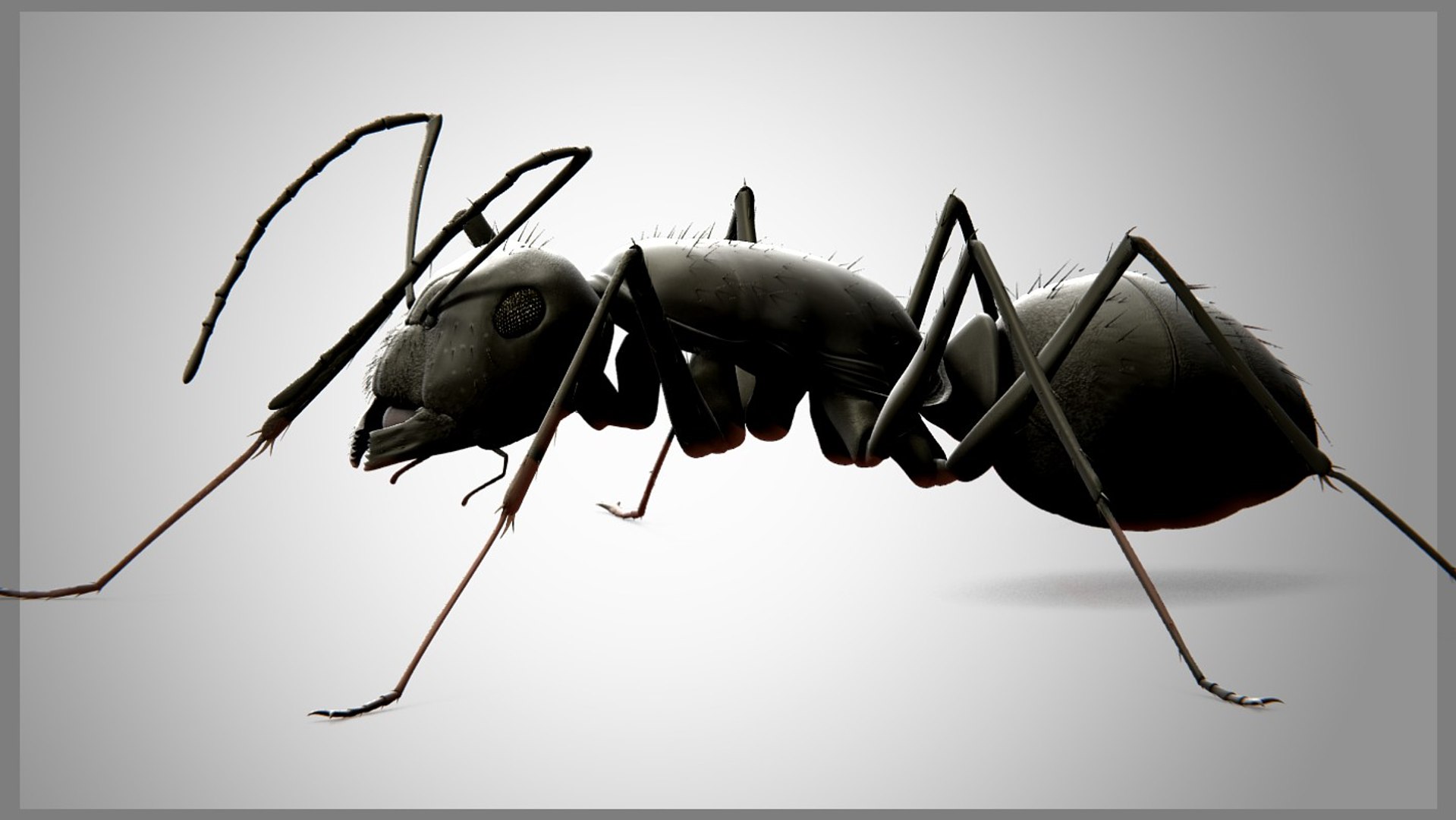 3d Model Ant