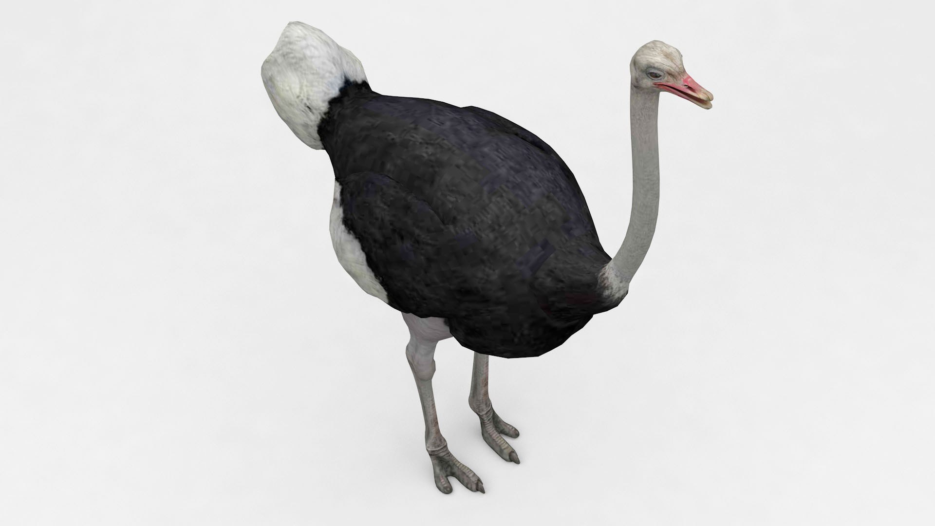 3D Ostrich Model - TurboSquid 2034863