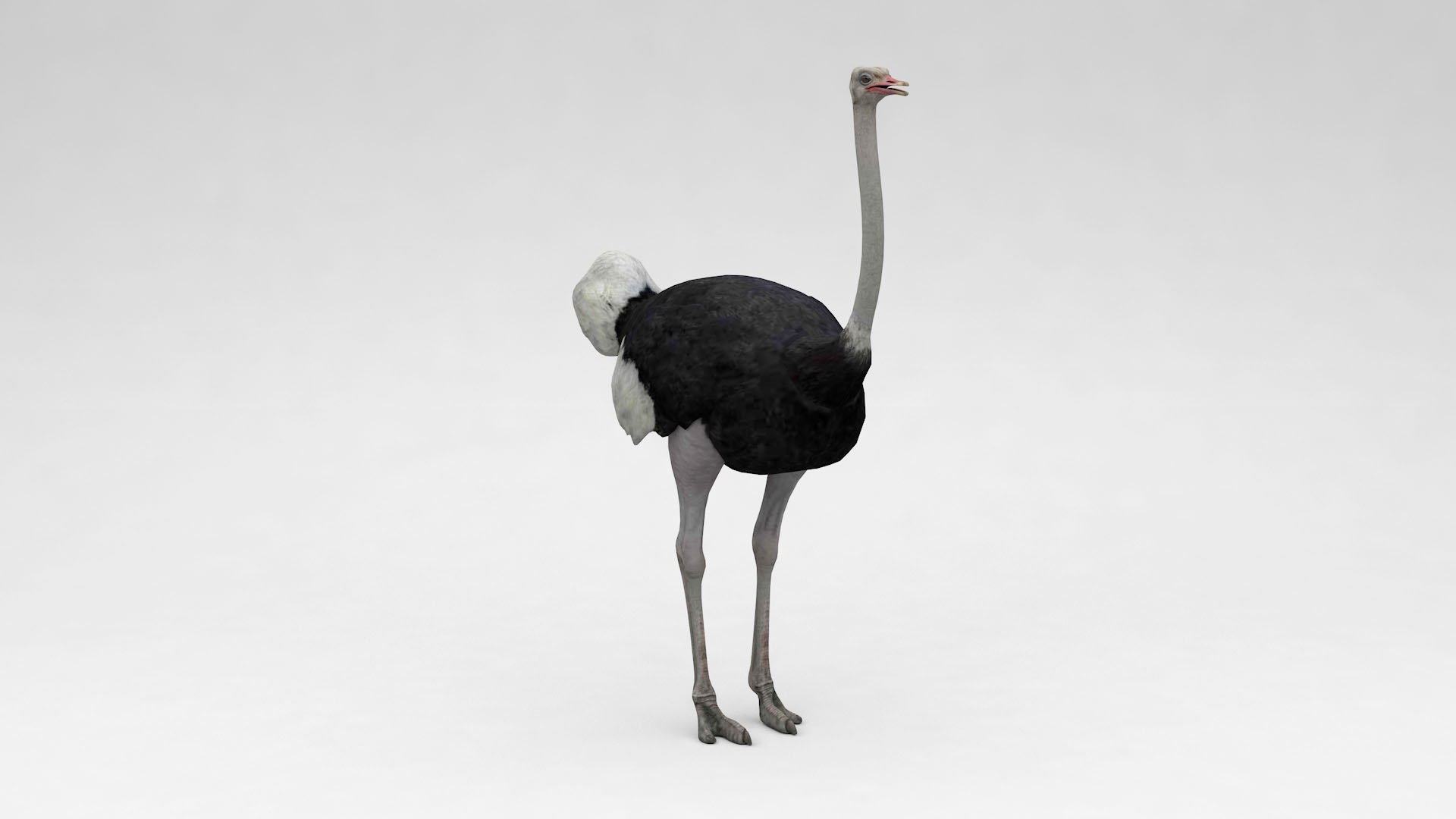 3D Ostrich Model - TurboSquid 2034863