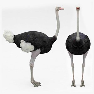 3D Ostrich model