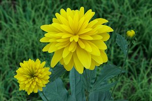 flower rudbeckia dissected 3D model