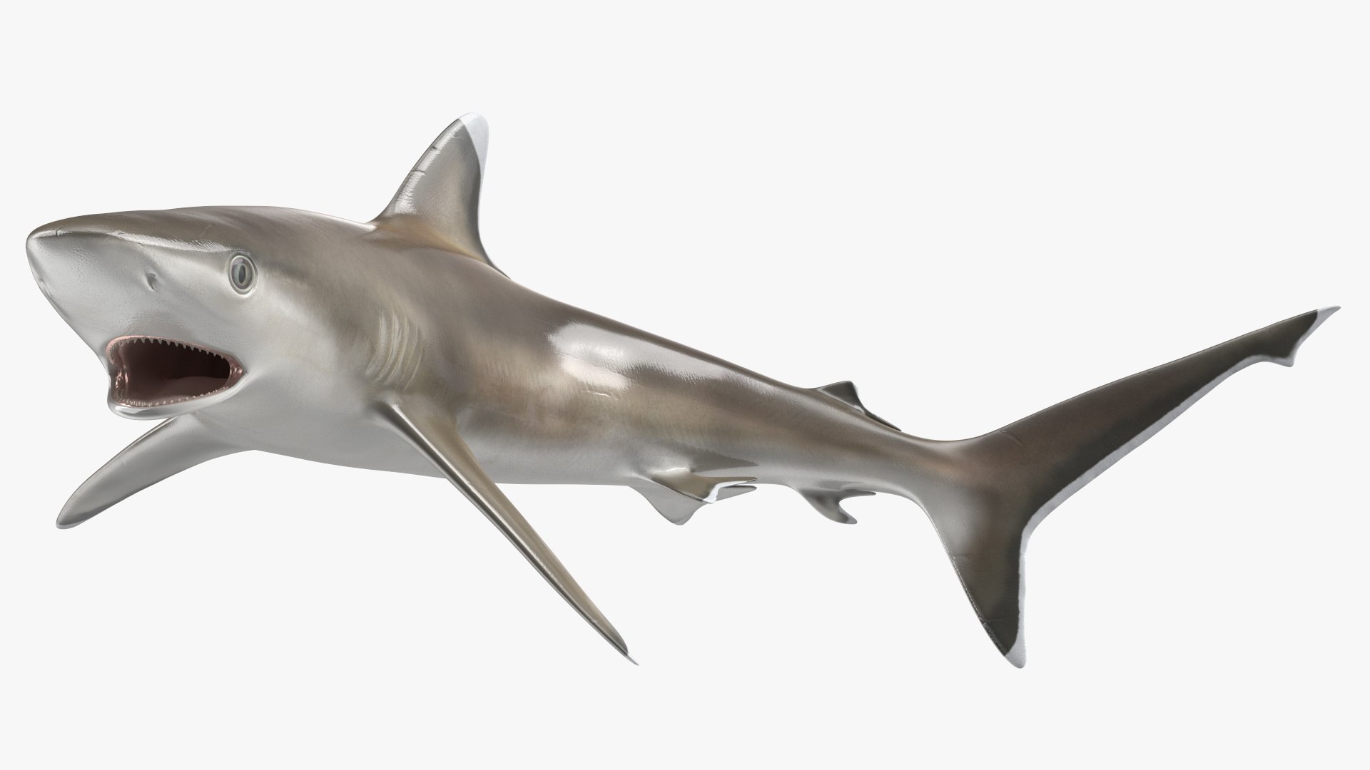 Carcharhinus Albimarginatus Shark 3D model preview
