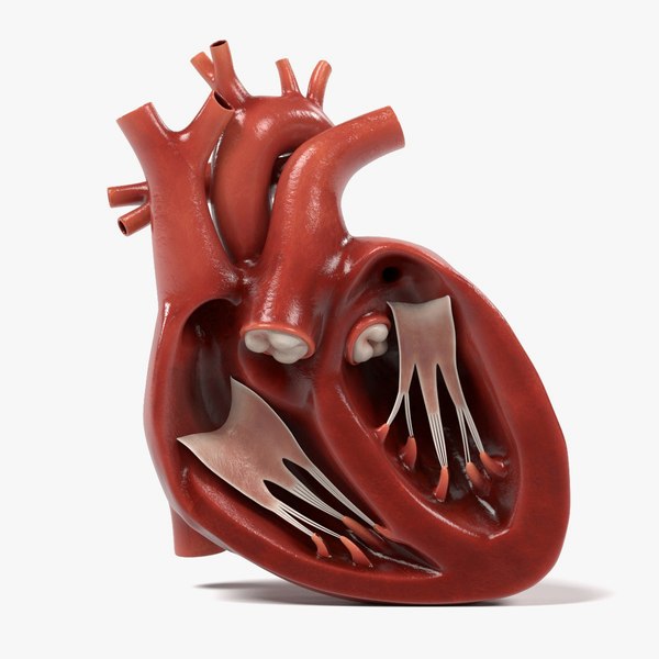 Human Heart Blender Models for Download | TurboSquid