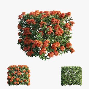 Ixora plant set 12