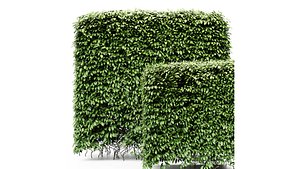 3D Dwarf Yaupon Holly - Box