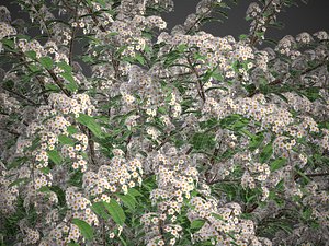 3D XfrogPlants Snowmound - Spiraea Nipponica