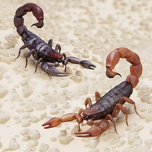 3d model scorpion modeled brown