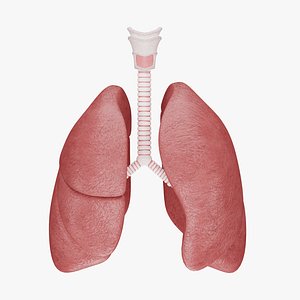 Human Lungs 3D Model - Realistic Human Lungs Anatomy