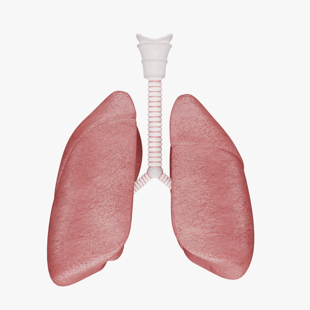 Human Lungs 3D Model - Realistic Human Lungs Anatomy 3D - TurboSquid ...