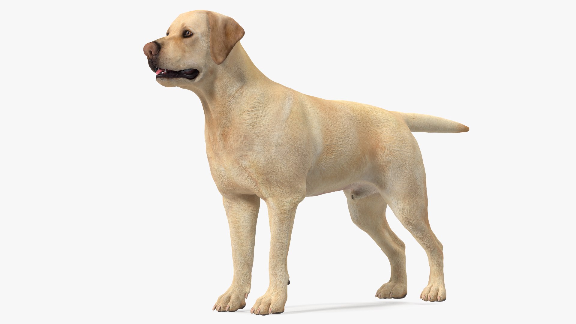 Labrador Dog White Rigged for Modo 3D model preview