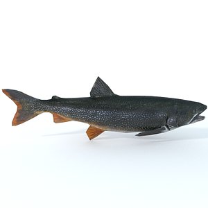 3D trout