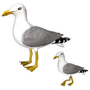 Seagull 3D model