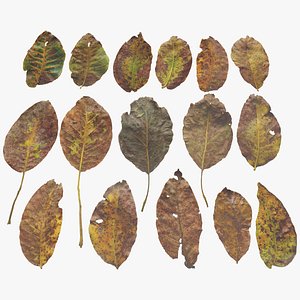 3D Walnut Leaves Leaf Autumn Fall Low-poly