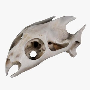 Parrot Head Skull Remastered