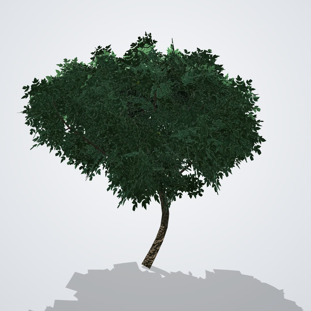 20 Trees Collection - Ornamental, Fruit and Shade Trees model https://p.turbosquid.com/ts-thumb/3F/vNS85q/1D/citrushystrix_02_side_right/png/1792518167/1920x1080/fit_q87/1b238d0152942b82f9e9a69338bedc452370655c/citrushystrix_02_side_right.jpg