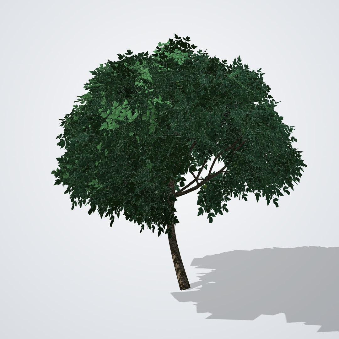 Kaffir Lime Tree - Citrus hystrix 3D https://p.turbosquid.com/ts-thumb/3F/vNS85q/1J/citrushystrix_01_front/png/1790119333/1920x1080/fit_q87/a915cec069112652ea8aede1abea996faffd2190/citrushystrix_01_front.jpg