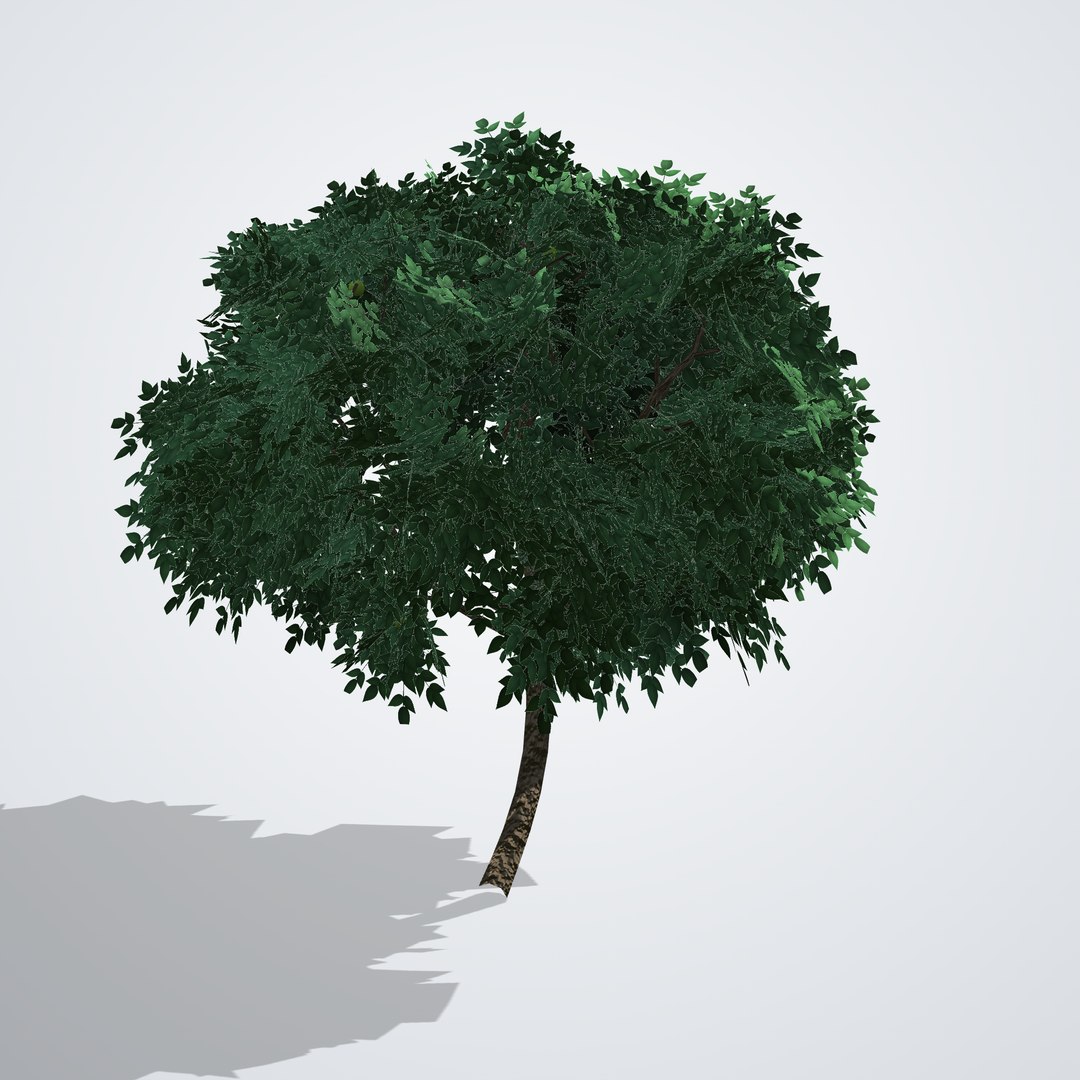 Kaffir Lime Tree - Citrus hystrix 3D https://p.turbosquid.com/ts-thumb/3F/vNS85q/3A/citrushystrix_03_back/png/1790119334/1920x1080/fit_q87/c5bdebdc414176499407aab295691ae4218aa126/citrushystrix_03_back.jpg
