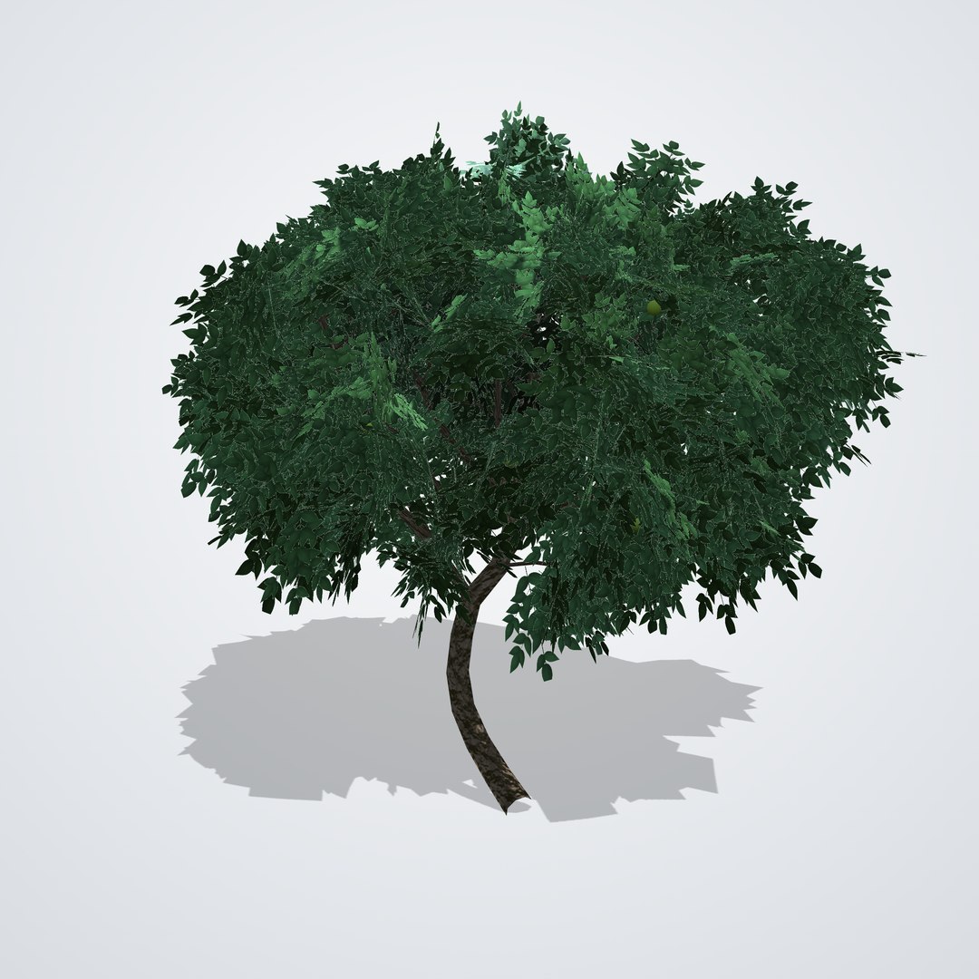 Kaffir Lime Tree - Citrus hystrix 3D https://p.turbosquid.com/ts-thumb/3F/vNS85q/Bq/citrushystrix_04_side_left/png/1790119334/1920x1080/fit_q87/97fbf21ce32d56bbfe6fd4d65540f9366f6fb682/citrushystrix_04_side_left.jpg