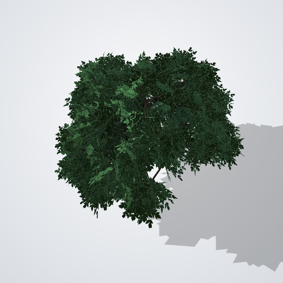 Kaffir Lime Tree - Citrus hystrix 3D https://p.turbosquid.com/ts-thumb/3F/vNS85q/Q3/citrushystrix_05_top/png/1790119334/1920x1080/fit_q87/7a14f8270c768e442525b32c84c947a580ad7f9d/citrushystrix_05_top.jpg