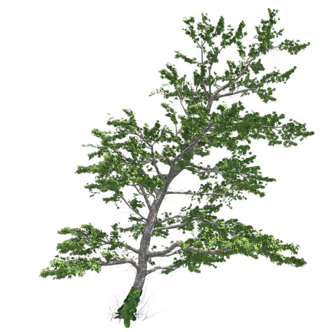tree 002 32 model https://p.turbosquid.com/ts-thumb/3F/vfasE7/0ouJvzAX/001/jpg/1607258440/1920x1080/fit_q87/c50e16947f13e7f34e2a0f3227e45ffdcd95b527/001.jpg