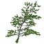 Tree Collection Vol 002 32 Tree