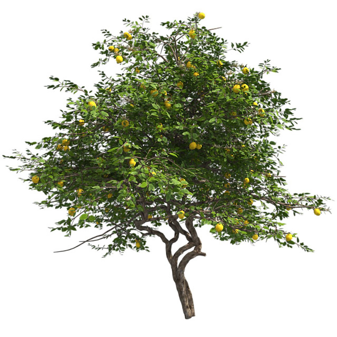 tree 002 32 model https://p.turbosquid.com/ts-thumb/3F/vfasE7/1ZnFFG9h/001/jpg/1607258101/1920x1080/fit_q87/baeb00e6e760f95ab6f80cffeb7b32b13b8eeb38/001.jpg