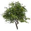 Tree Collection Vol 002 32 Tree
