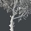 Tree Collection Vol 002 32 Tree