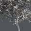 Tree Collection Vol 002 32 Tree