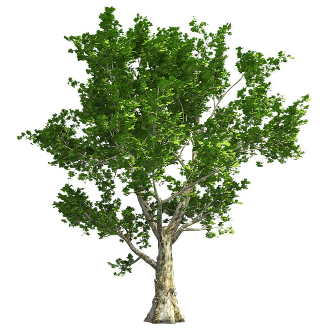 tree 002 32 model https://p.turbosquid.com/ts-thumb/3F/vfasE7/5sMw0dSv/001/jpg/1607258265/1920x1080/fit_q87/ff230b4fab89036868f6895bec20850db22e105a/001.jpg