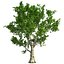 Tree Collection Vol 002 32 Tree