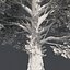 Tree Collection Vol 002 32 Tree