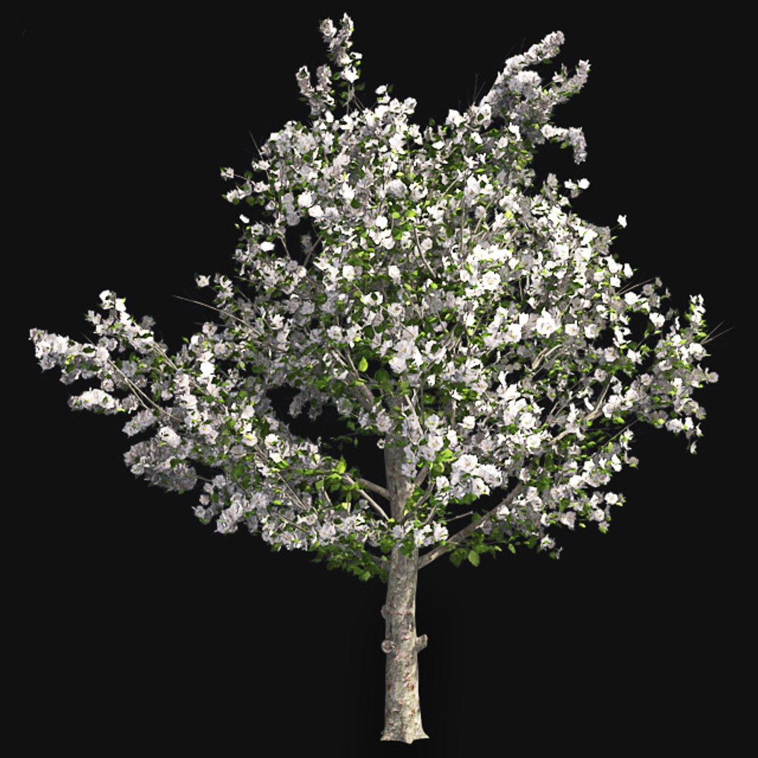 tree 002 32 model https://p.turbosquid.com/ts-thumb/3F/vfasE7/7xv0MIgS/001/jpg/1607258504/1920x1080/fit_q87/f0ae35505f205fbe73969115fbf37f388b4821da/001.jpg