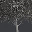 Tree Collection Vol 002 32 Tree
