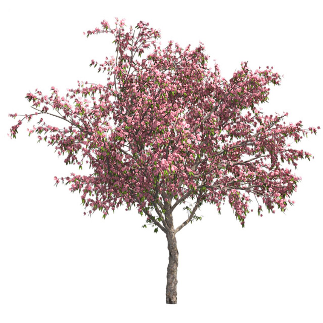 tree 002 32 model https://p.turbosquid.com/ts-thumb/3F/vfasE7/AlskXNjj/001/jpg/1607258413/1920x1080/fit_q87/a00890b6b09126c38319b66a1775ef665e072abe/001.jpg