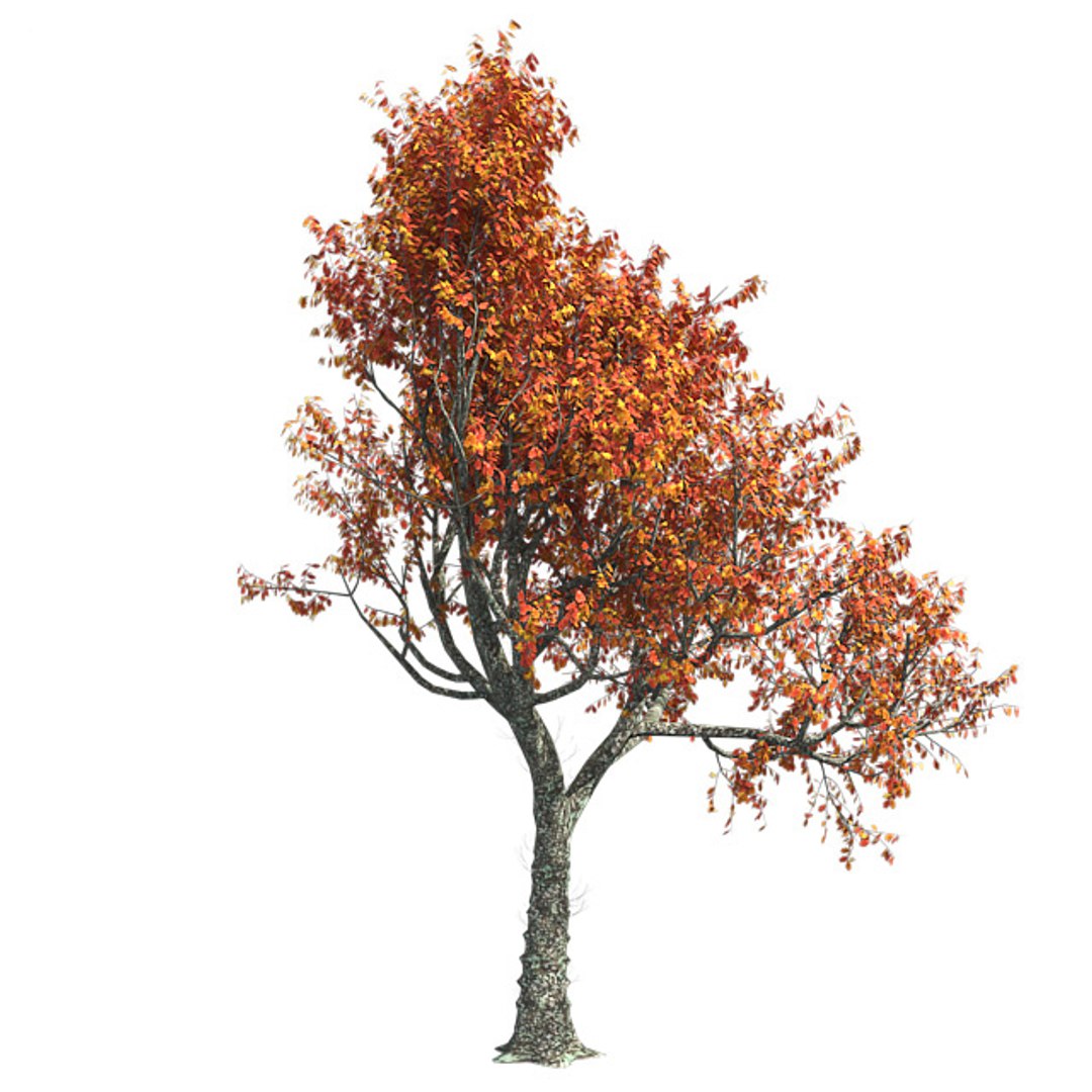 tree 002 32 model https://p.turbosquid.com/ts-thumb/3F/vfasE7/BtN6VFek/001/jpg/1607258649/1920x1080/fit_q87/a485c8c767600e53b73124dcc5a2fcb284113639/001.jpg