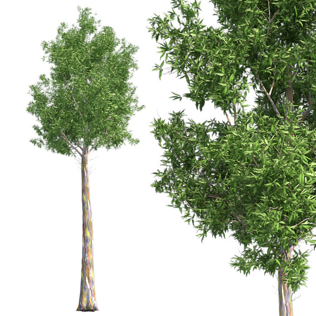 tree 002 32 model https://p.turbosquid.com/ts-thumb/3F/vfasE7/BvmIIokC/001/jpg/1607258459/1920x1080/fit_q87/3051981210f475d29ca3a41be94a193da285a626/001.jpg