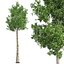 Tree Collection Vol 002 32 Tree