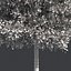Tree Collection Vol 002 32 Tree