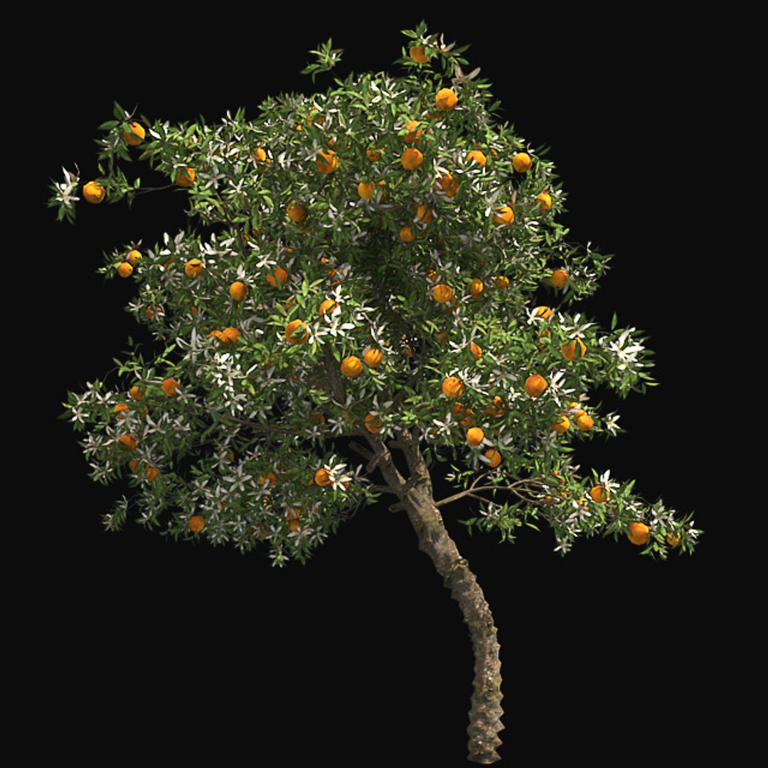 tree 002 32 model https://p.turbosquid.com/ts-thumb/3F/vfasE7/EZln0xTA/001/jpg/1607258361/1920x1080/fit_q87/2c275ade5aa5efb9861bb3f4f65029fef38466a5/001.jpg