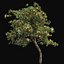 Tree Collection Vol 002 32 Tree