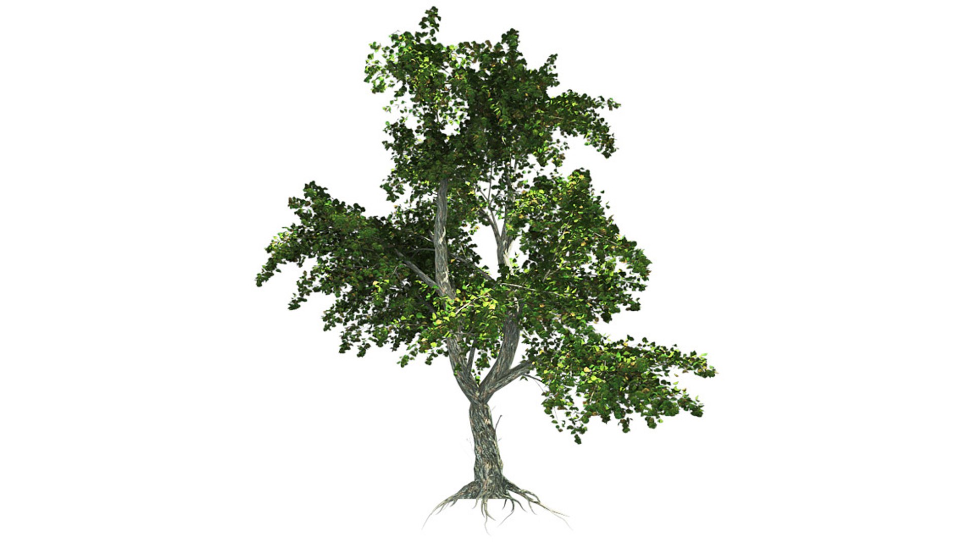 tree 002 32 model https://p.turbosquid.com/ts-thumb/3F/vfasE7/IEKSV6bI/000/jpg/1607258065/1920x1080/fit_q87/c83a1df3fd801c164f756eb00115a22d5051f41f/000.jpg