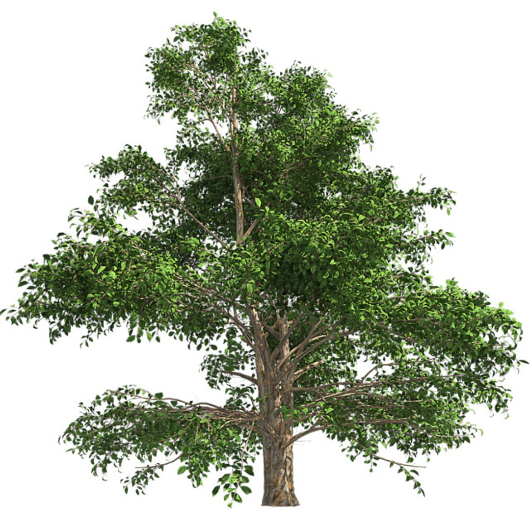 tree 002 32 model https://p.turbosquid.com/ts-thumb/3F/vfasE7/IfV7DXUP/001/jpg/1607258076/1920x1080/fit_q87/19b8e4e8e2308c41f9985f717aa84480a0bcee46/001.jpg