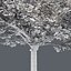 Tree Collection Vol 002 32 Tree