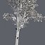 Tree Collection Vol 002 32 Tree